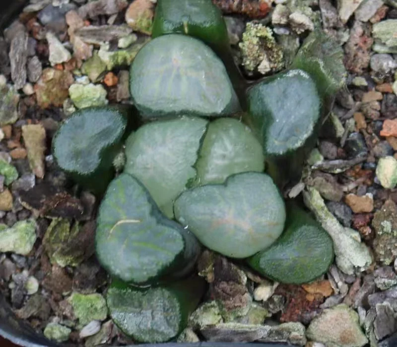 hts26.Haworthia maughanii Okagami 4-5cm/ Haworthia/ Succulent plants / Garden landscape / Carefully select healthy plants