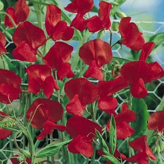 Air Warden Sweet Pea Seeds