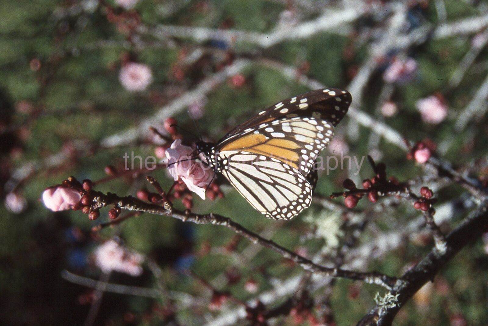 BUTTERFLY Vintage 35mm FOUND SLIDE TransparencyPhoto Poster painting 04 T 1 S