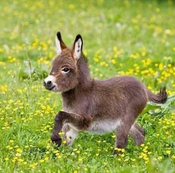 Full Round/Square Diamond Painting -  Grass Donkey