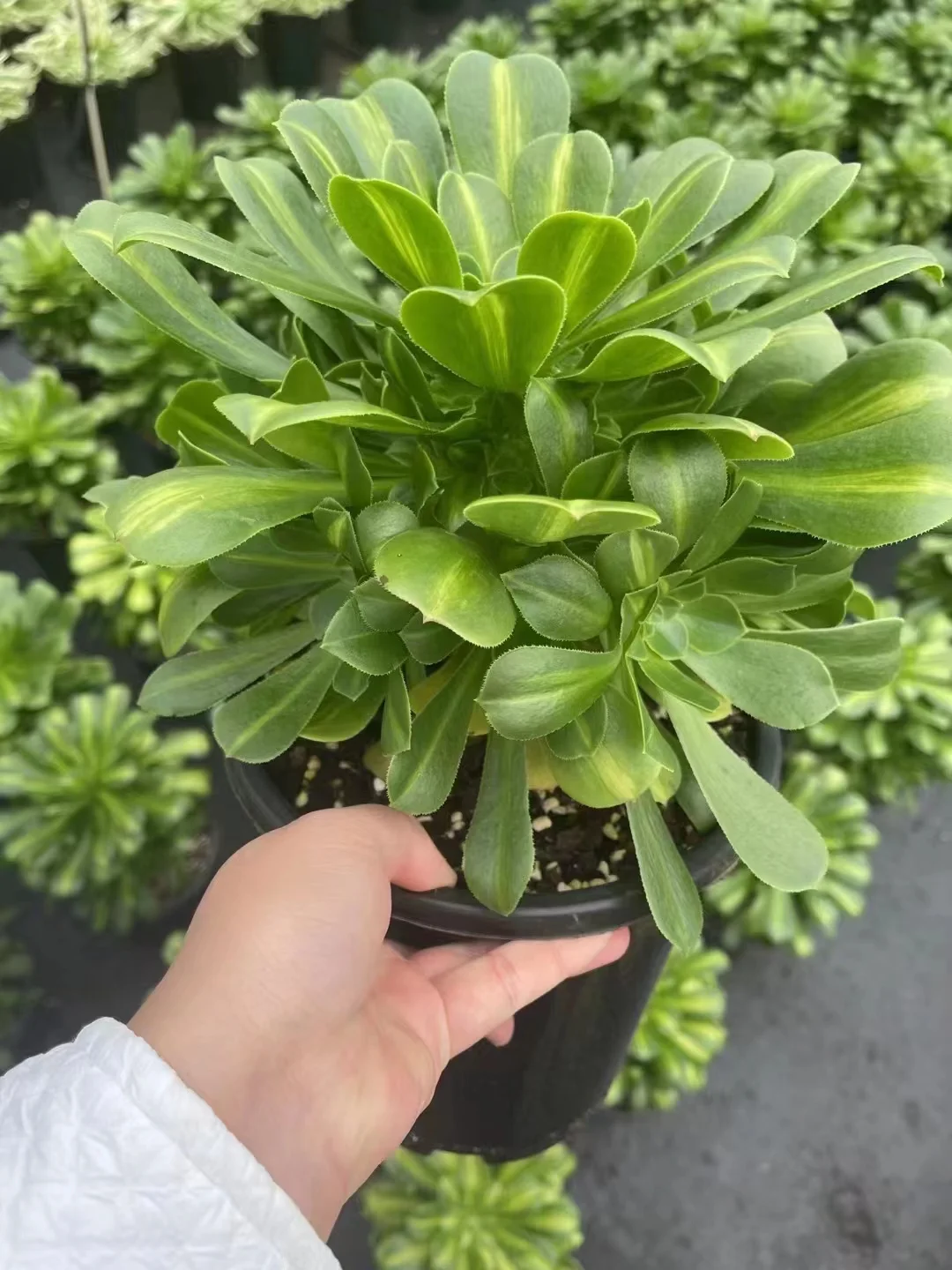 plant Aeonium Echeveria Haworthia  Caudex  Lithops Cactus  Agave 