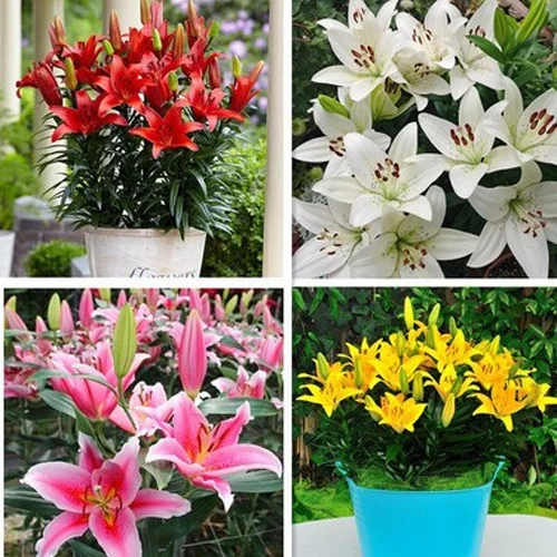 【Más fragante que el perfume】Bulbos de lirio de las cuatro estaciones con un aroma que llega a miles de kilómetros. Florece cada año.