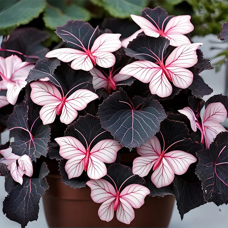 Moonlight Butterfly Begonia - Pink and White