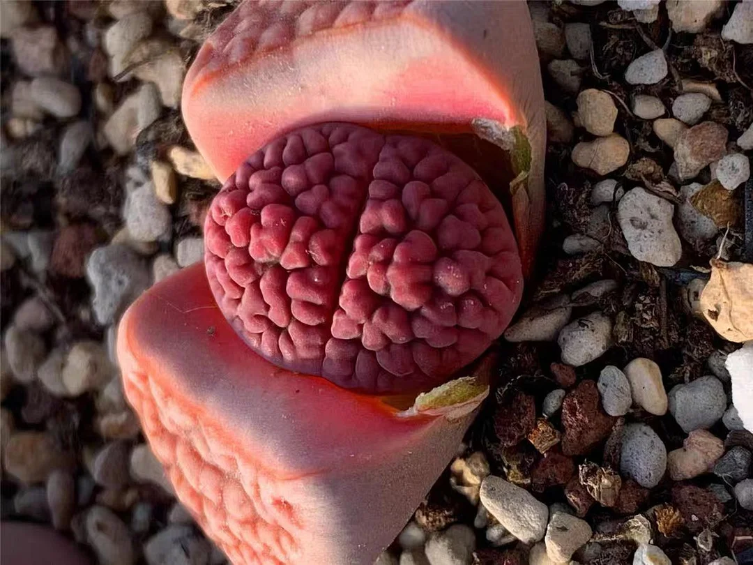 plant Aeonium Echeveria Haworthia  Caudex  Lithops Cactus  Agave 