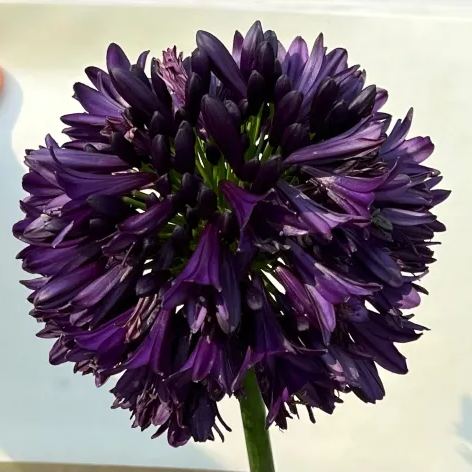 Agapanthus africanus 'Black Jack'