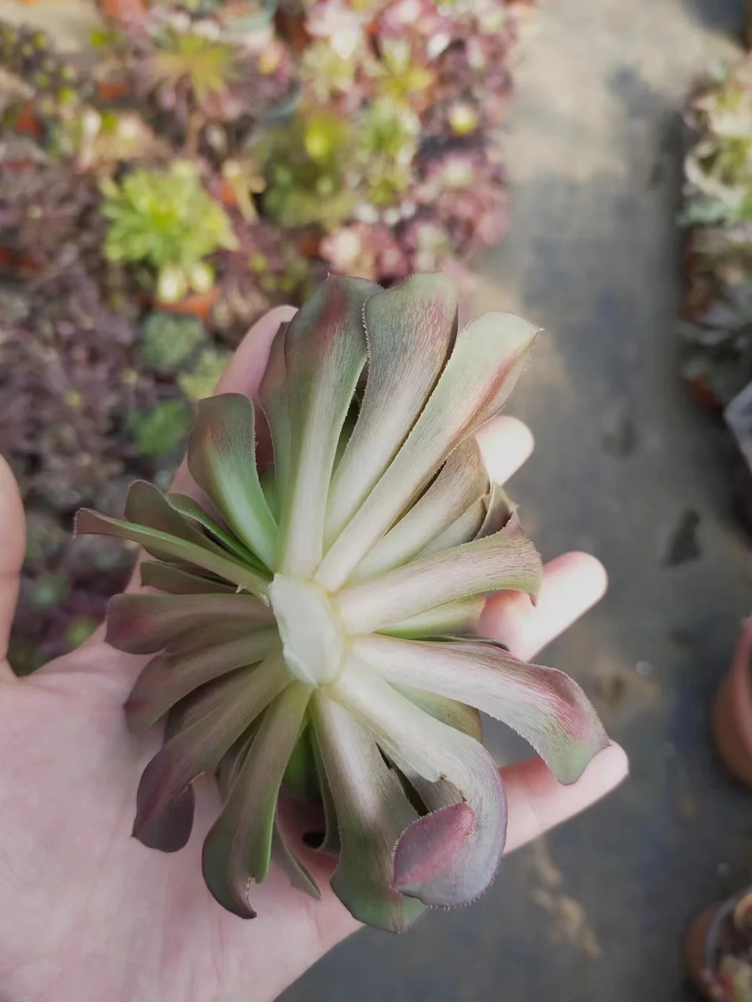 plant Aeonium Echeveria Haworthia  Caudex  Lithops Cactus  Agave 