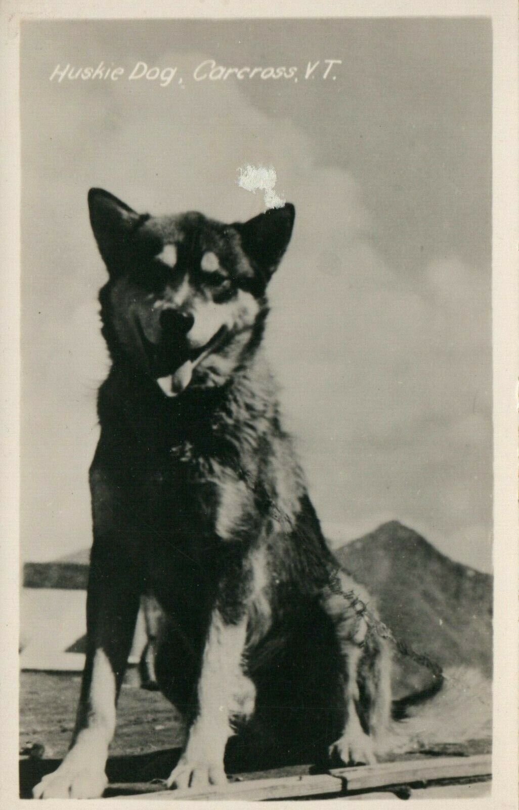 Vintage Huskie Dog Carcross VT RPPC Real Photo Poster painting Postcard