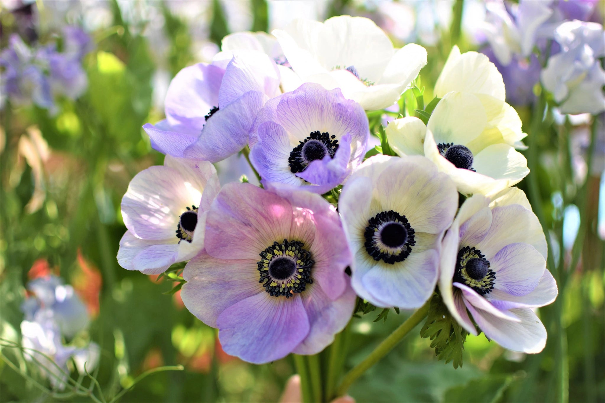 Anemone Galilée "Pastel" Mix