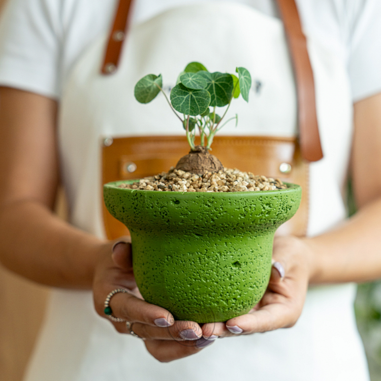 Stephania Erecta Climbing Greenery | Rosesu®