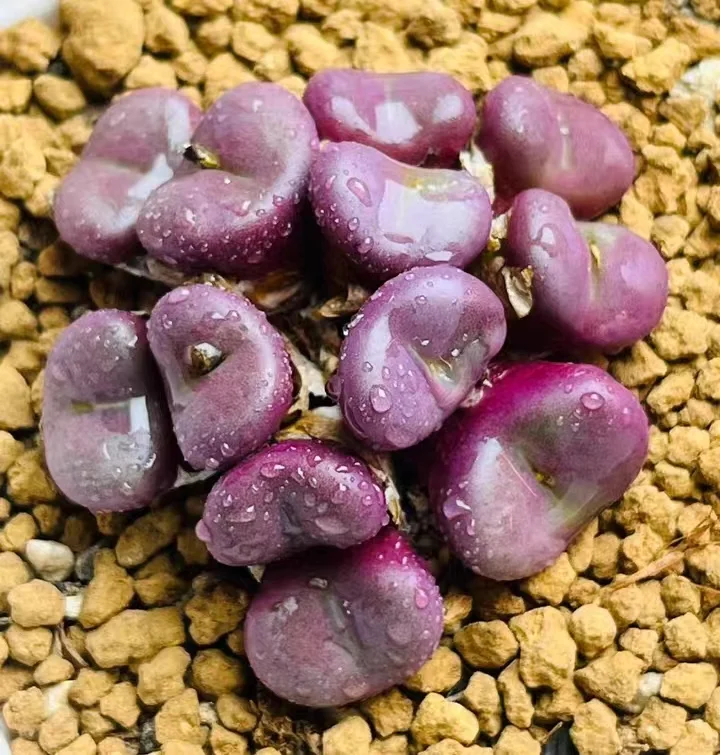 846. C.minutum var.nudom ，C.minutun v.nudum 3-5 heads cluster/ Lithops and Conophytum  /  Succulent plants / Garden landscape / Carefully select healthy plants