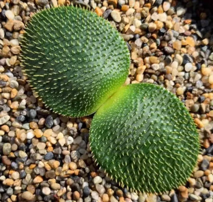 plant Aeonium Echeveria Haworthia  Caudex  Lithops Cactus  Agave 