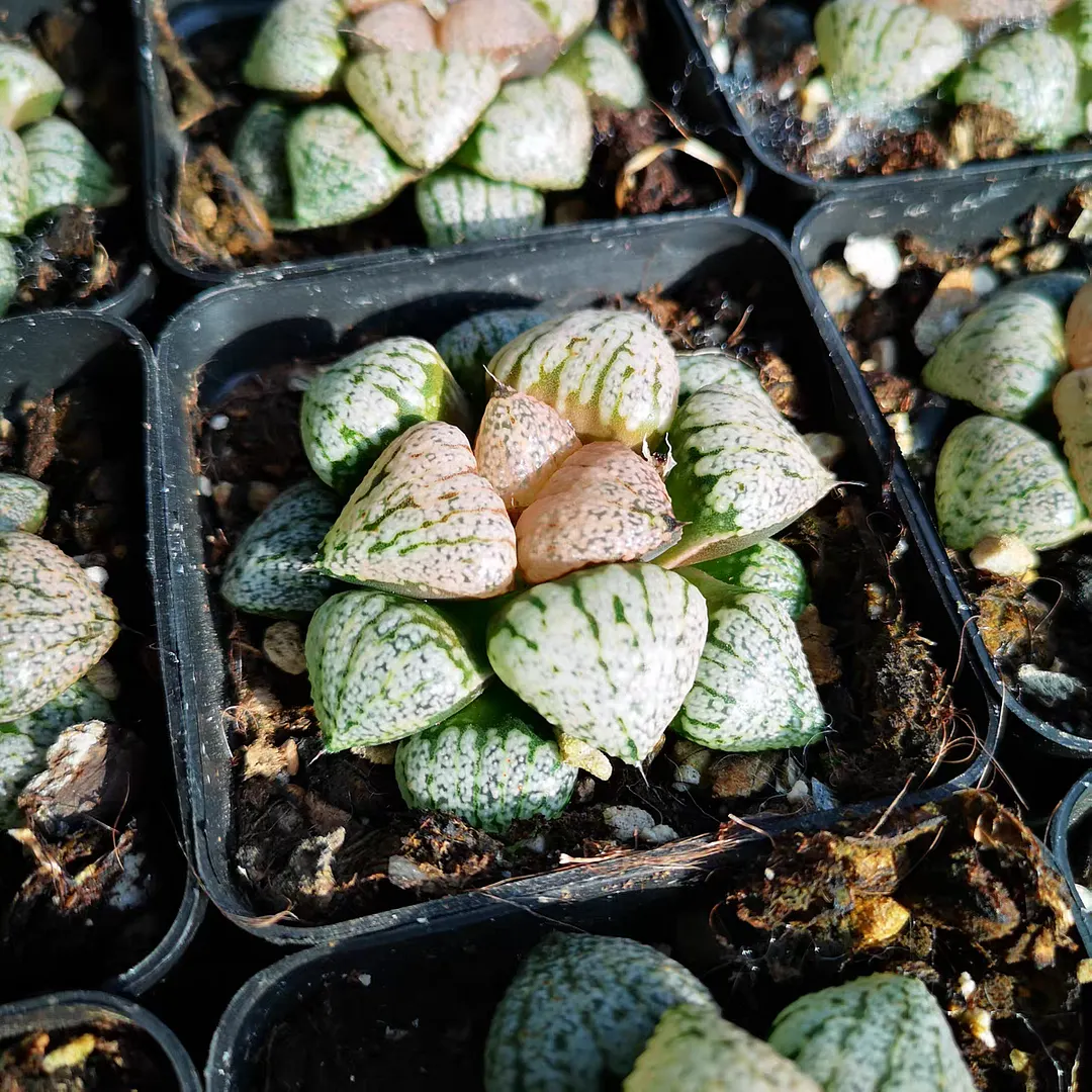 plant Aeonium Echeveria Haworthia  Caudex  Lithops Cactus  Agave 