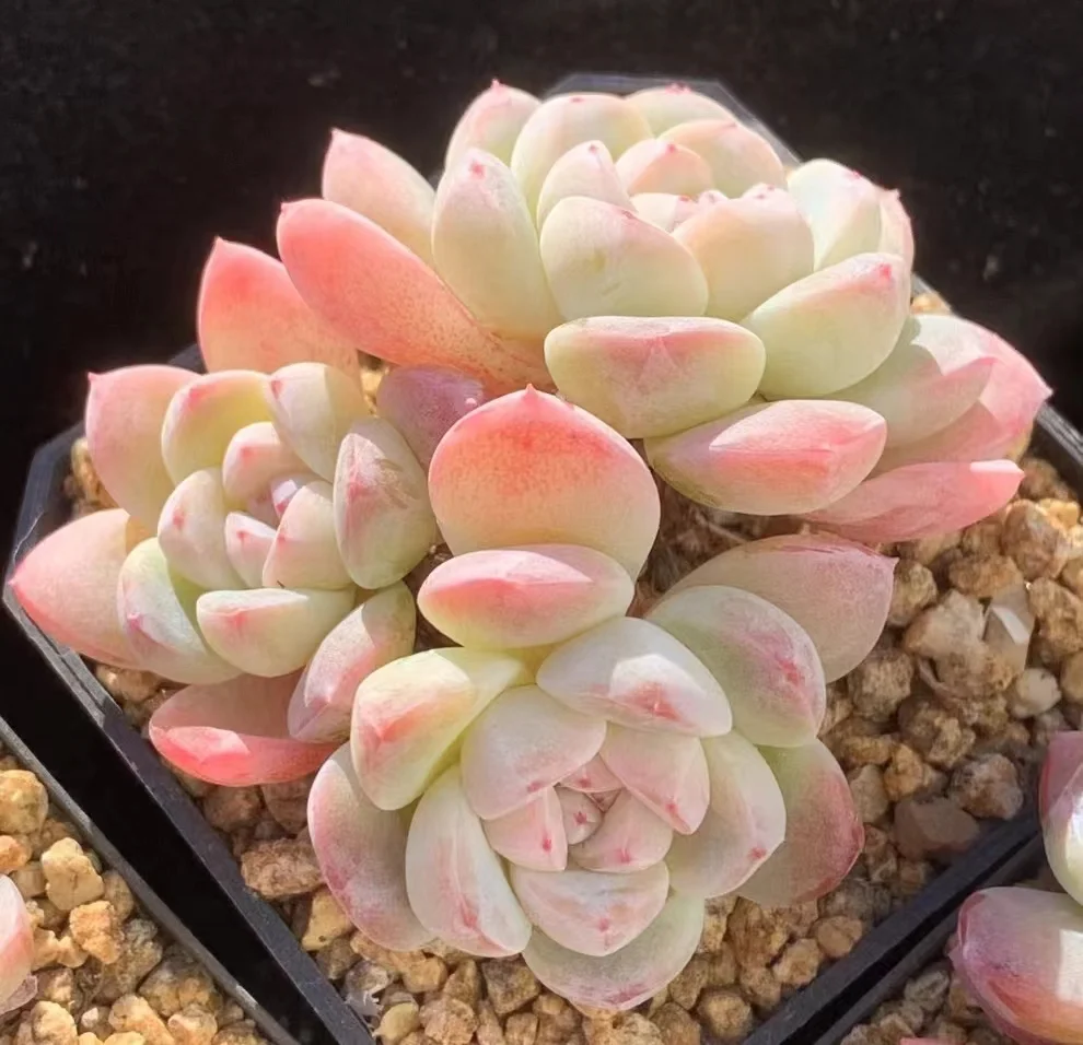 454.Echeveria Xue mei niang. single head and cluster/ Echeveria / Succulent plants / Garden landscape / Carefully select healthy plants