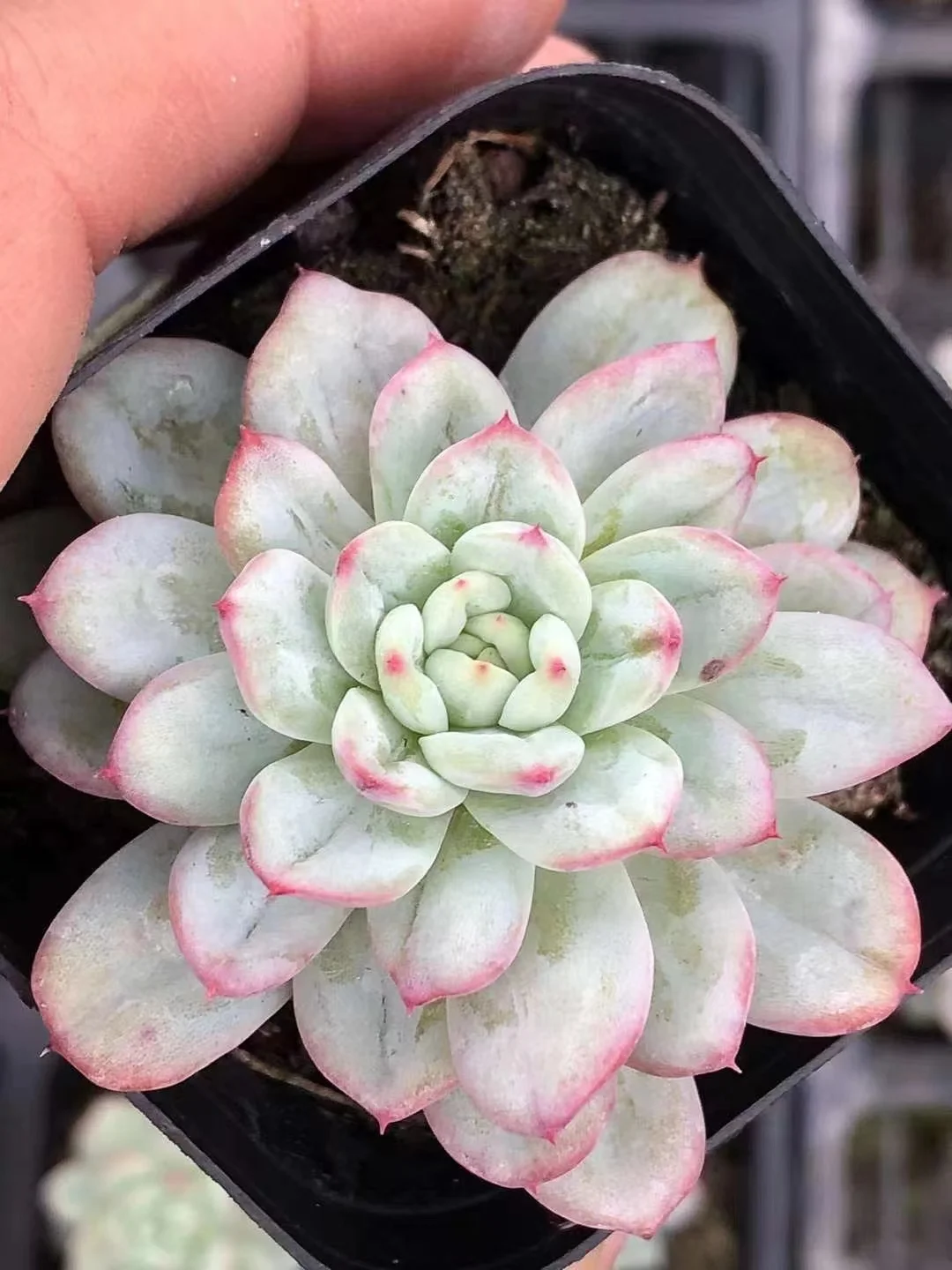 plant Aeonium Echeveria Haworthia  Caudex  Lithops Cactus  Agave 