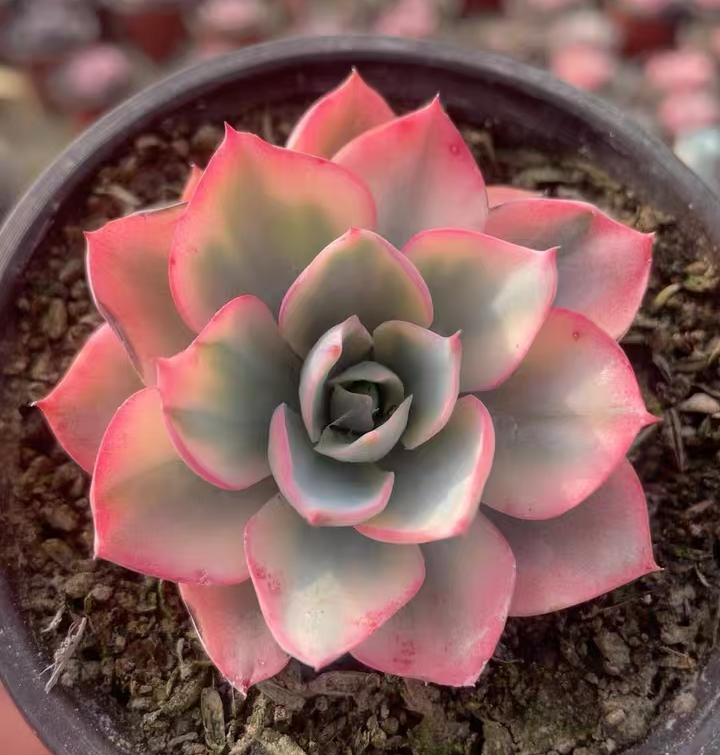 plant Aeonium Echeveria Haworthia  Caudex  Lithops Cactus  Agave 