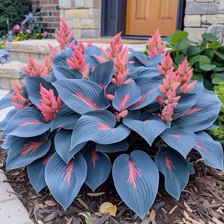 🌈RARE MULTI-COLORED HOSTAS SEEDS
