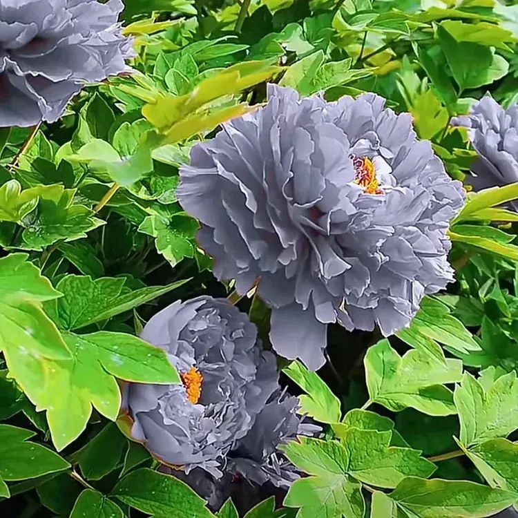 Green Peony Seeds – Symbol of luck and wealth