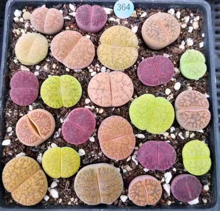 plant Aeonium Echeveria Haworthia  Caudex  Lithops Cactus  Agave 