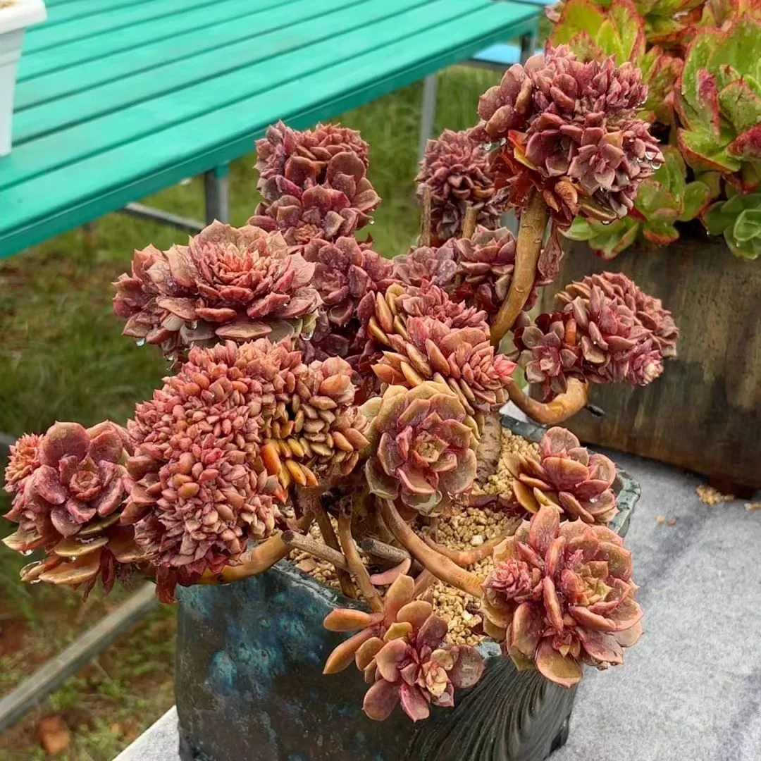 734.   Da hong pao crested  8-9cm / Echeveria / Succulent plants / Garden landscape / Carefully select healthy plants