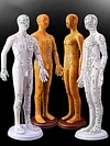 Acupuncture Point Human Body Model Meridian Acupoint Model