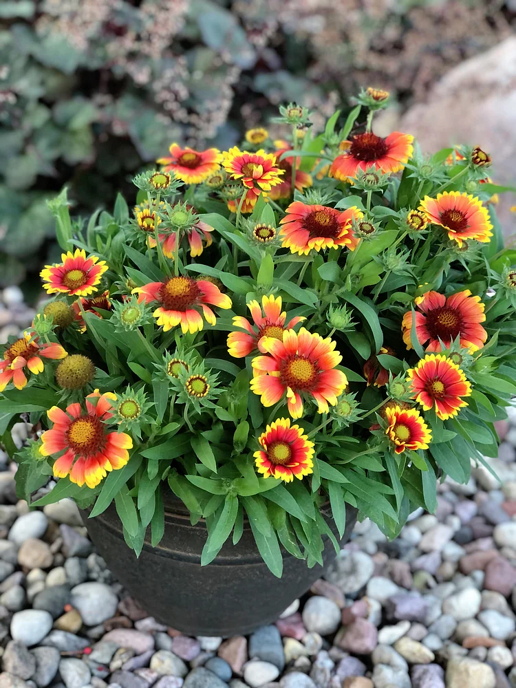 How to plant discount blanket flower seeds