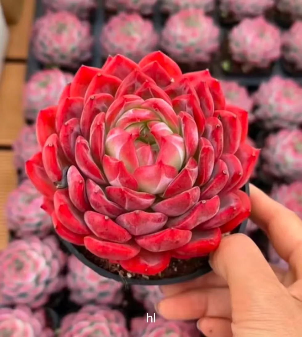 plant Aeonium Echeveria Haworthia  Caudex  Lithops Cactus  Agave 