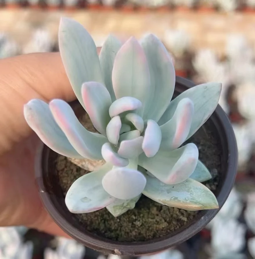 plant Aeonium Echeveria Haworthia  Caudex  Lithops Cactus  Agave 