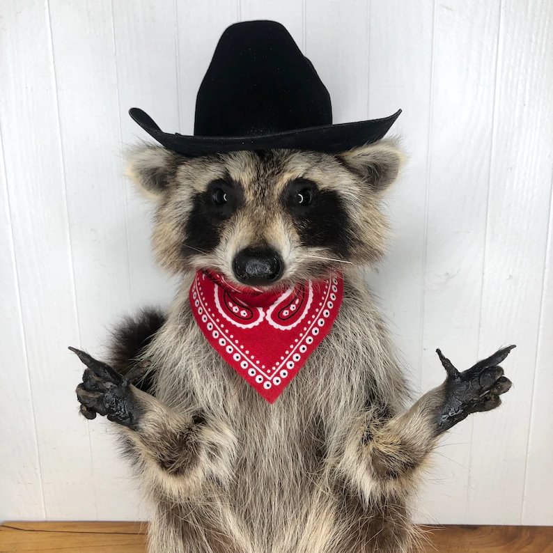 🤠🦝[40% OFF  TODAY ]-Taxidermy Raccoon Cowboy Outlaw🦝🤠