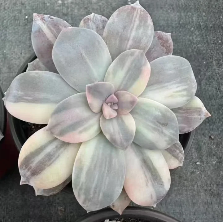 plant Aeonium Echeveria Haworthia  Caudex  Lithops Cactus  Agave 