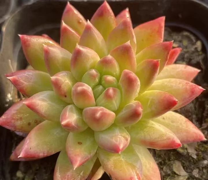 plant Aeonium Echeveria Haworthia  Caudex  Lithops Cactus  Agave 