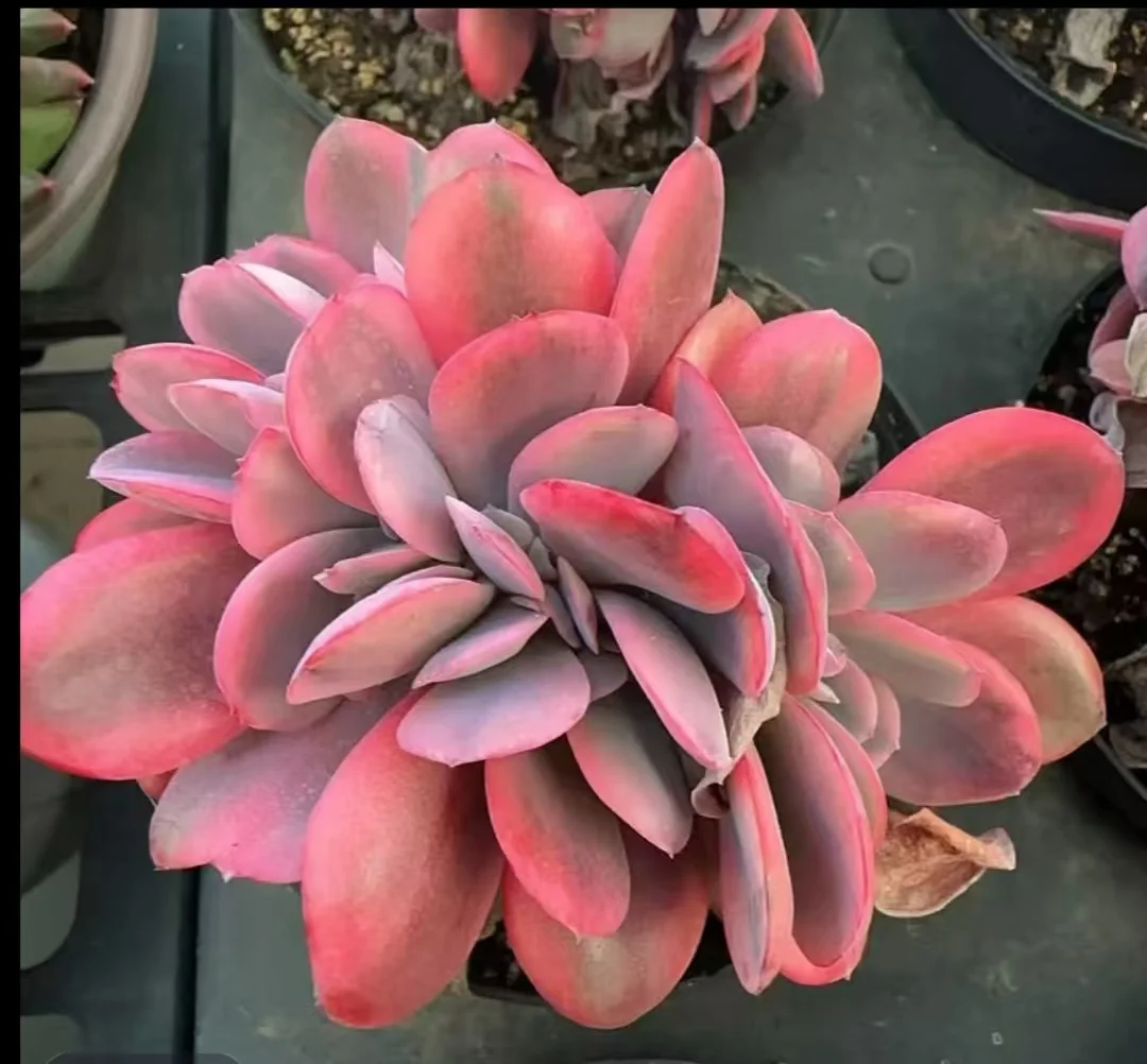 plant Aeonium Echeveria Haworthia  Caudex  Lithops Cactus  Agave 