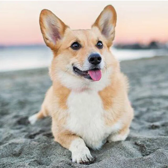 Diamond Painting - Full Round/Square Drill - Dog(30*30 - 50*50cm)