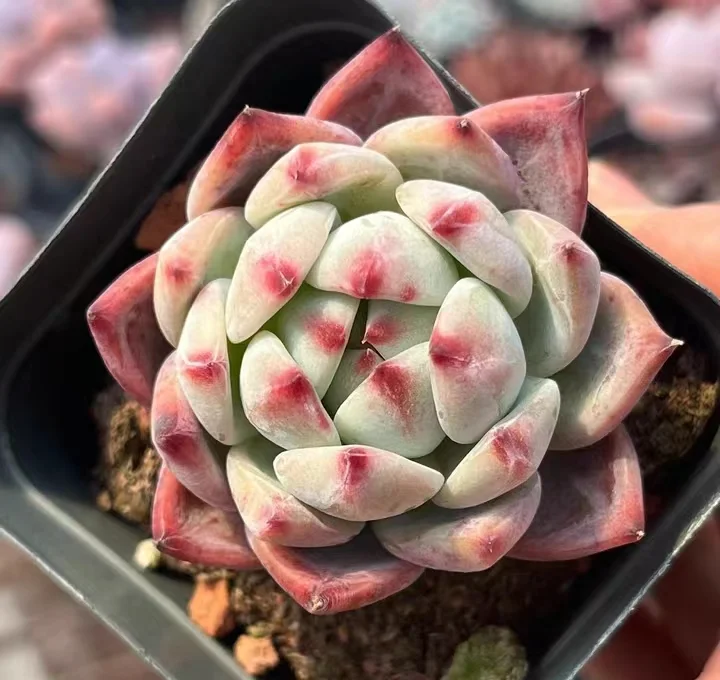 plant Aeonium Echeveria Haworthia  Caudex  Lithops Cactus  Agave 