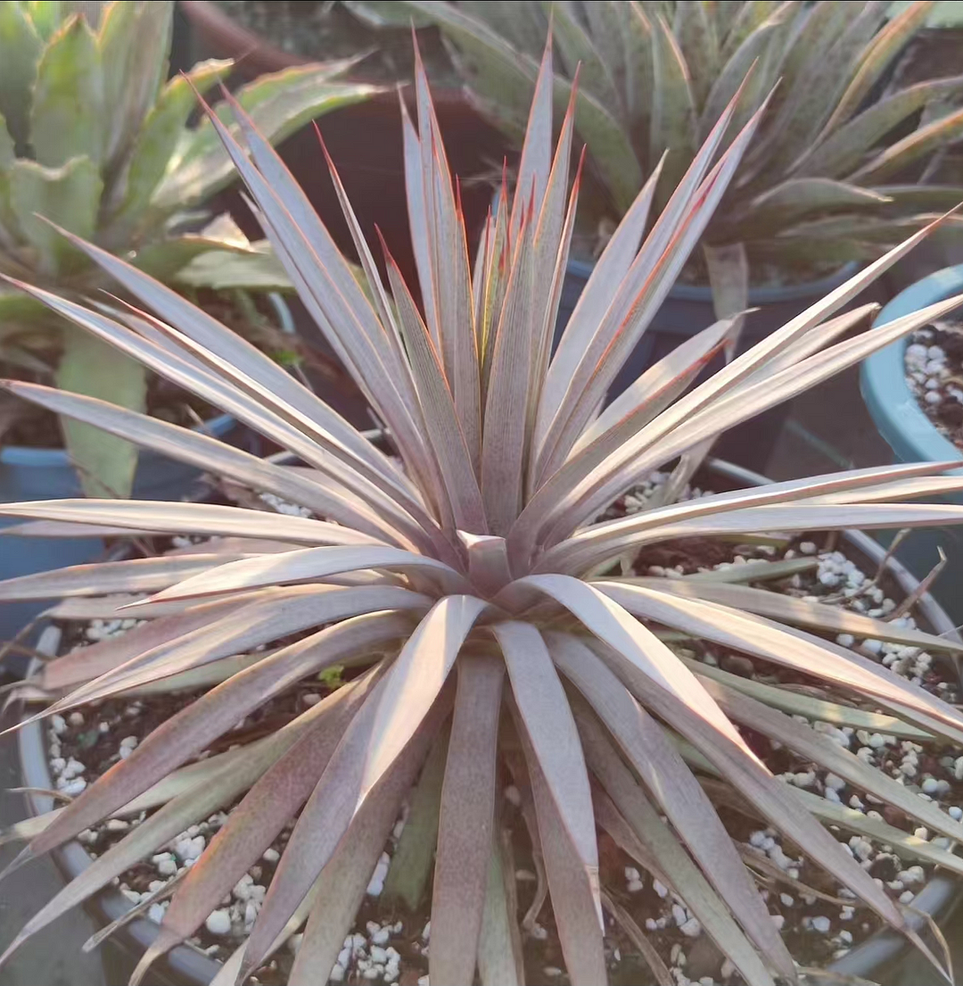 1061.Agave mangave man of stee 10cm/Agave plants / Succulent plants / Garden landscape / Carefully select healthy plants