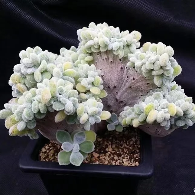 plant Aeonium Echeveria Haworthia  Caudex  Lithops Cactus  Agave 