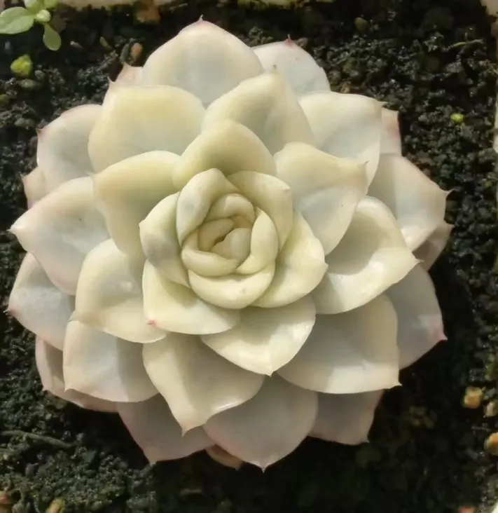 plant Aeonium Echeveria Haworthia  Caudex  Lithops Cactus  Agave 