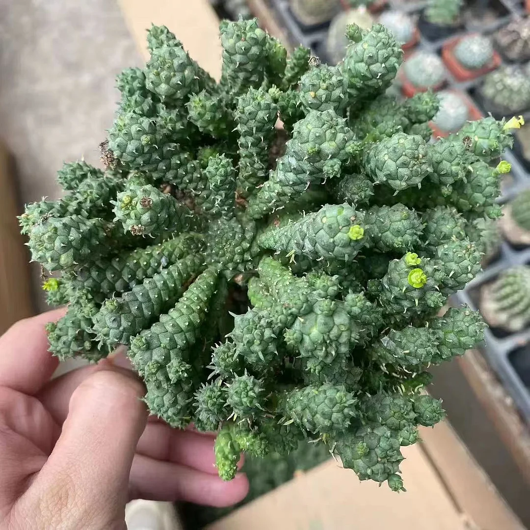 plant Aeonium Echeveria Haworthia  Caudex  Lithops Cactus  Agave 