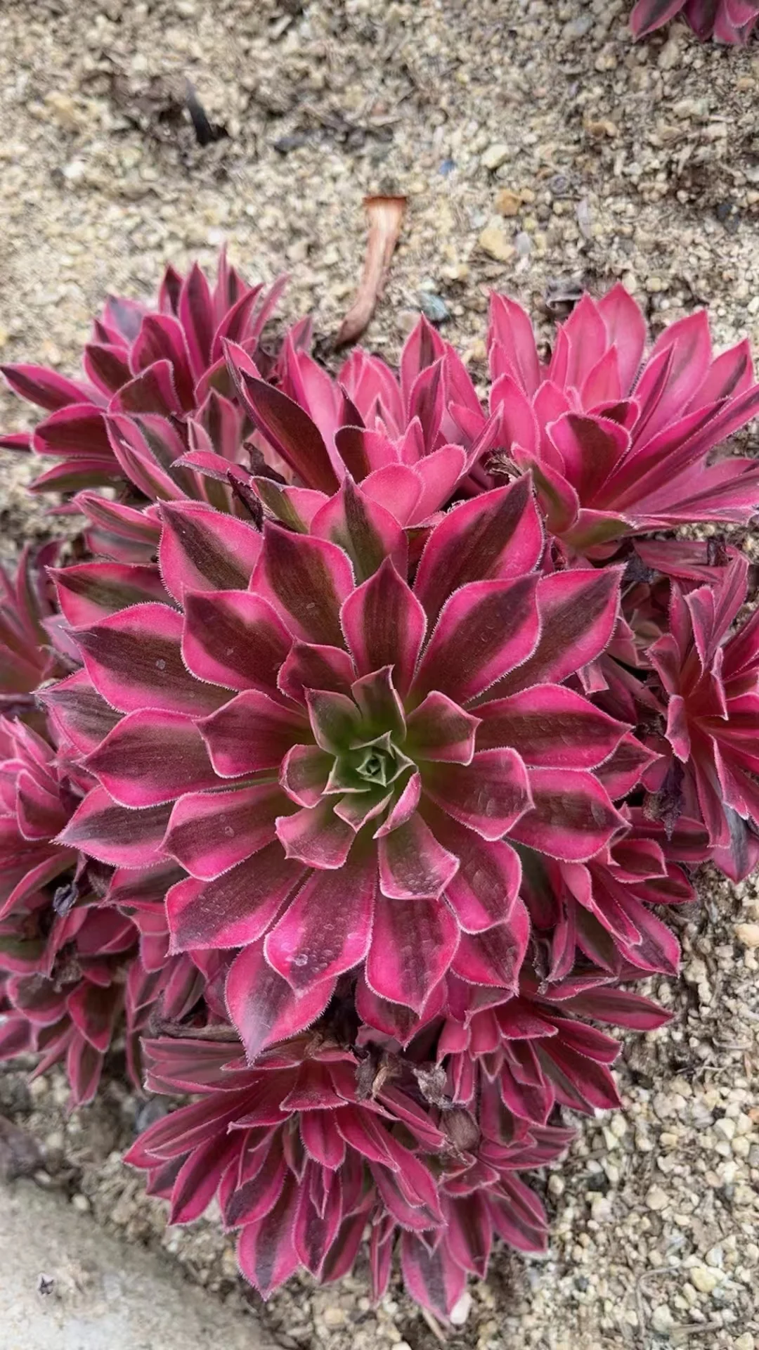 plant Aeonium Echeveria Haworthia  Caudex  Lithops Cactus  Agave 