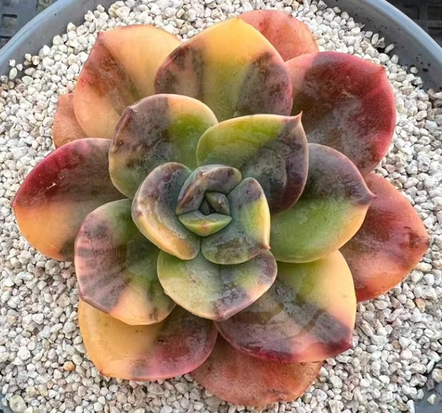 1005.Blue menta Variegat 6-8cm / Echeveria / Succulent plants / Garden landscape / Carefully select healthy plants