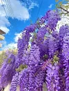 🌸WISTERIA - THE GARDEN&rsquo;S CASCADING BEAUTY ALL YEAR ROUND