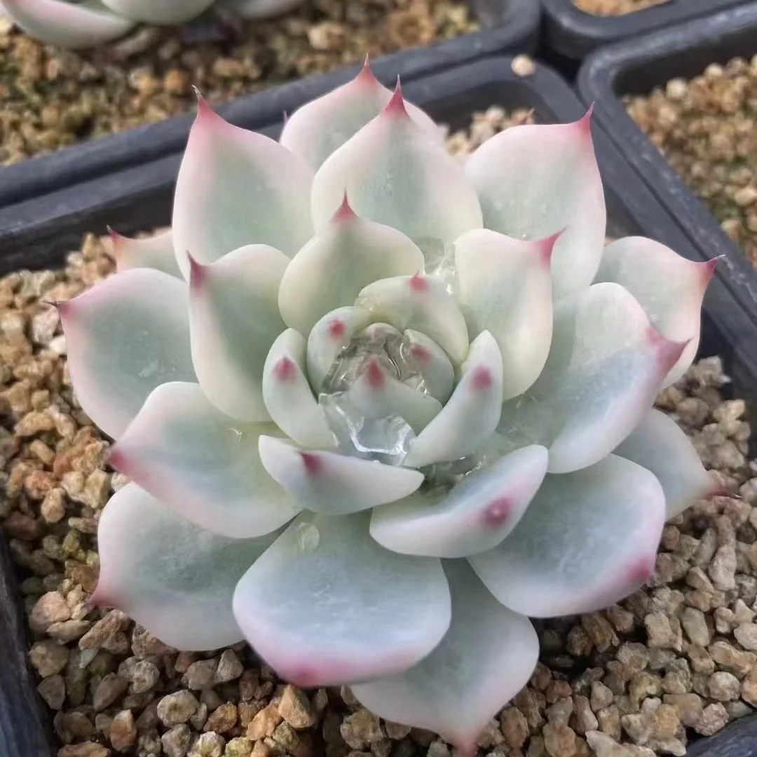 plant Aeonium Echeveria Haworthia  Caudex  Lithops Cactus  Agave 