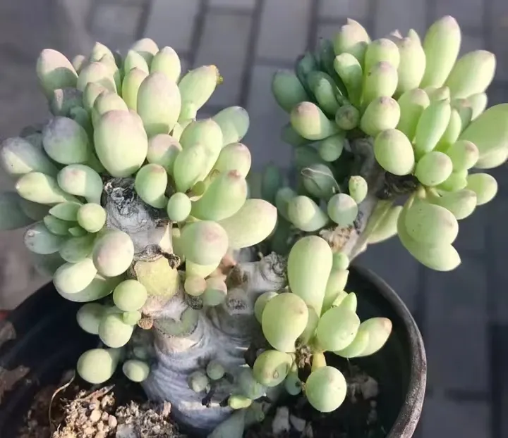 plant Aeonium Echeveria Haworthia  Caudex  Lithops Cactus  Agave 