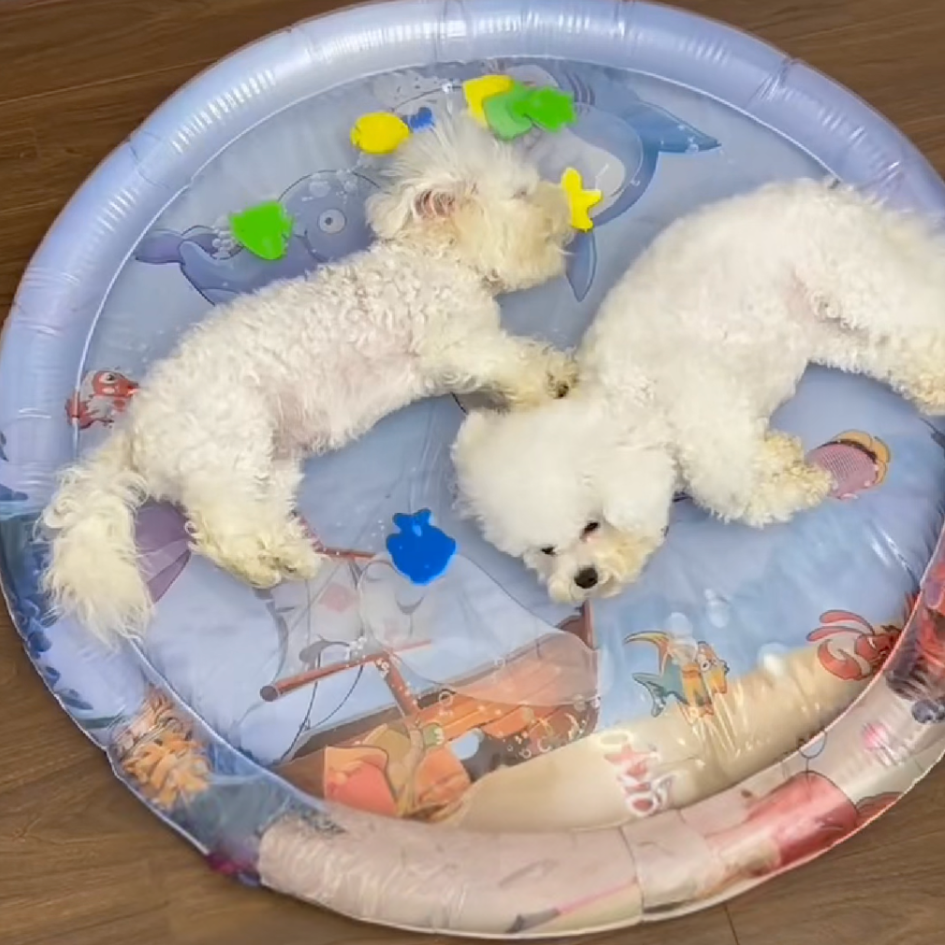 Dog enjoying DogPlayBox Water Bed