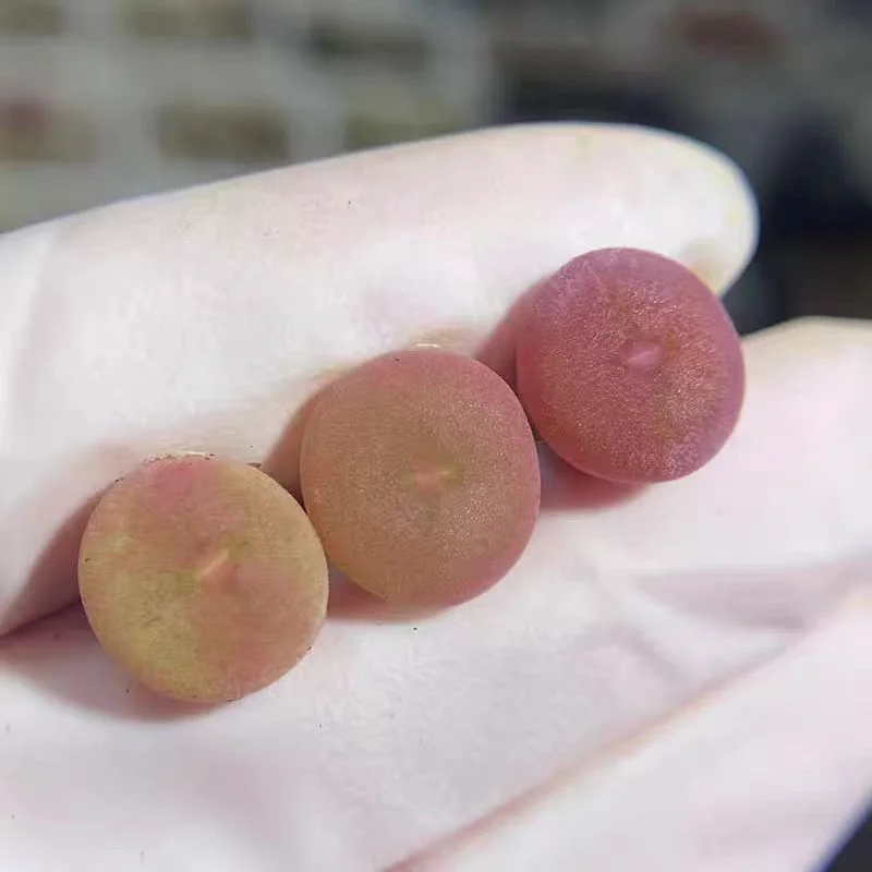 plant Aeonium Echeveria Haworthia  Caudex  Lithops Cactus  Agave 