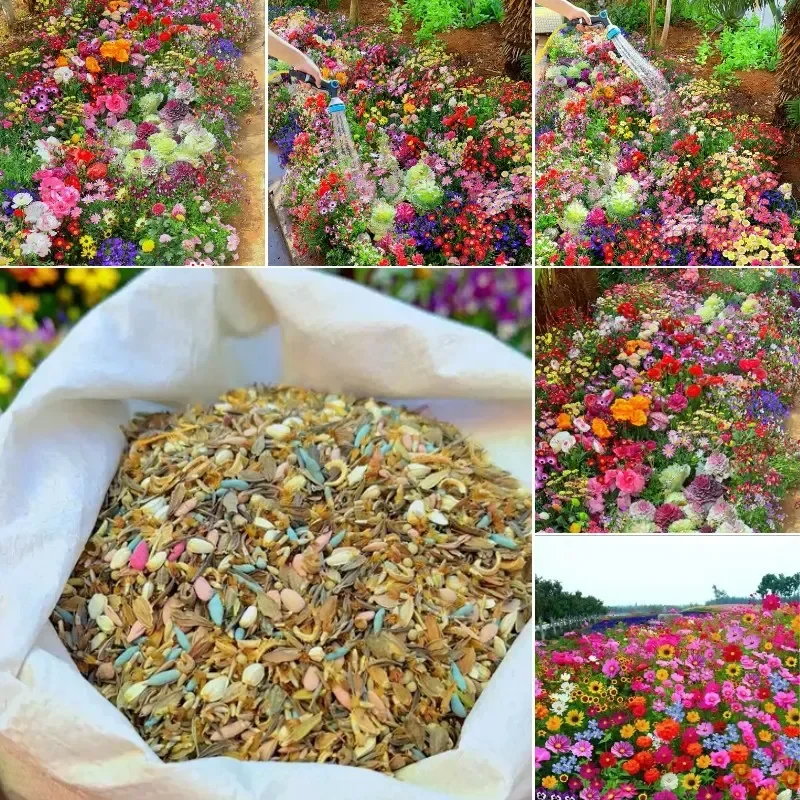 Mixed Perennial Flowers Seeds-Over 80 kinds mixed