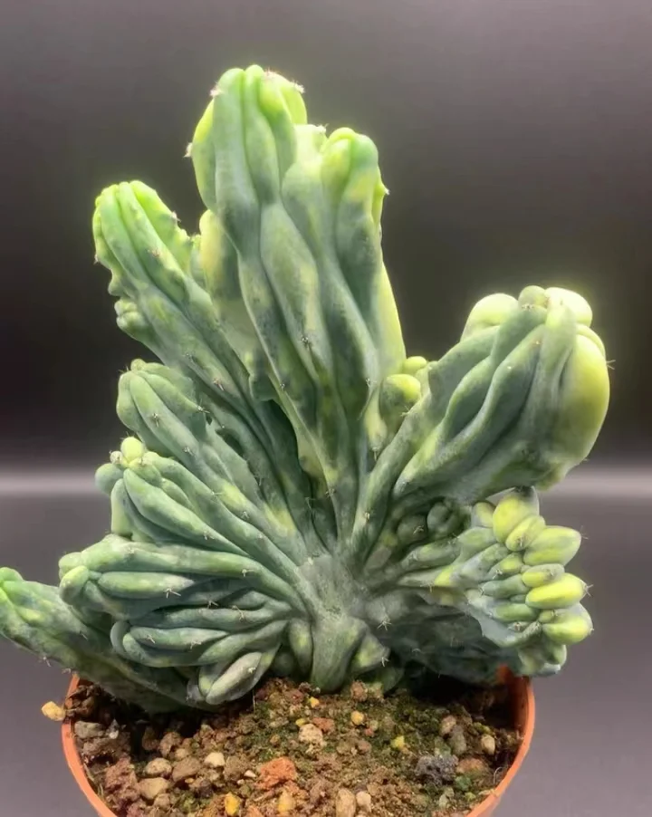 plant Aeonium Echeveria Haworthia  Caudex  Lithops Cactus  Agave 