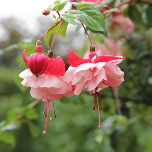 Hanging Bell Begonia Flower Seeds-Various colors available