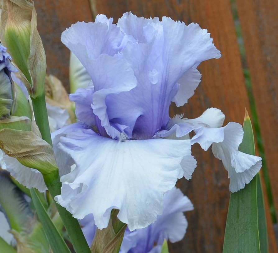 Sugar Blues Reblooming Iris Quart Size Seeds Jonyparkseed®