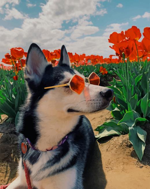 

Husky In Poppy Field – Paint By Numbers - 40*50CM, 501 Original