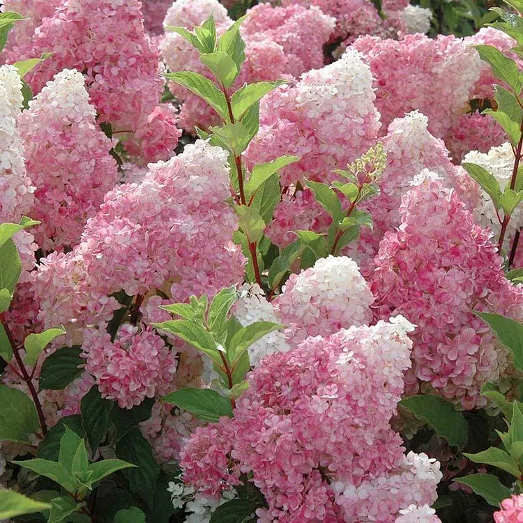 🌺Panicle Hydrangea Seeds